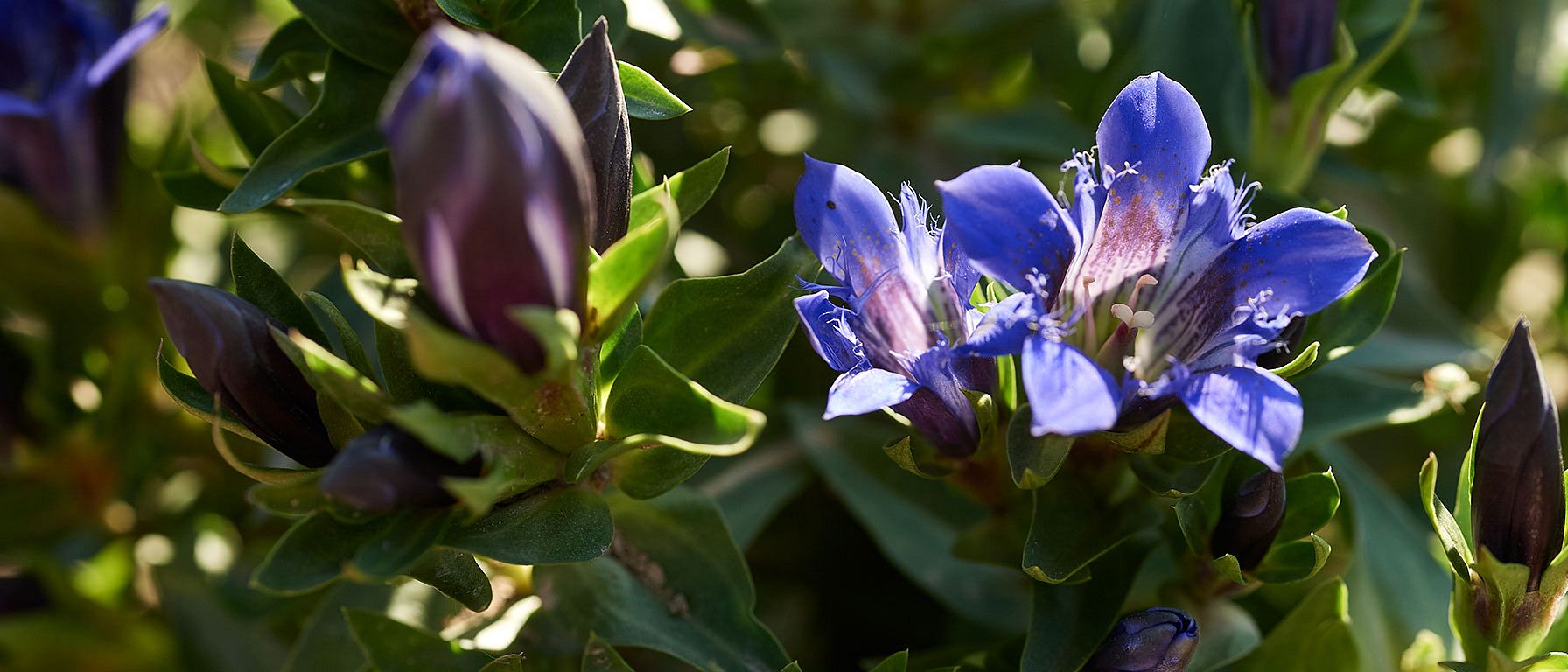 blue gentian plant