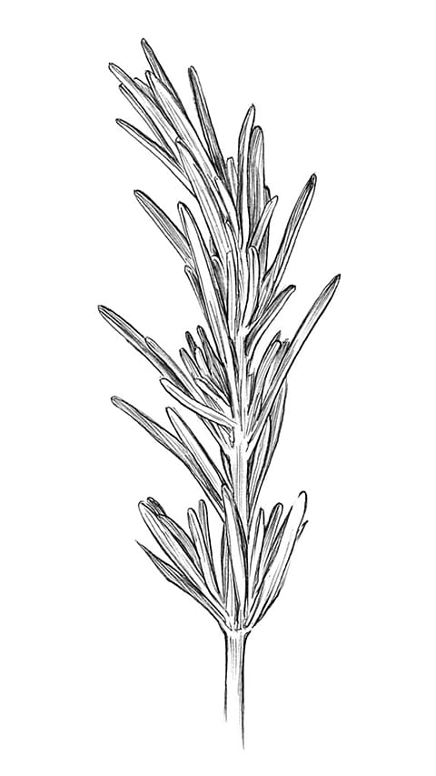 Rosemary diagram.