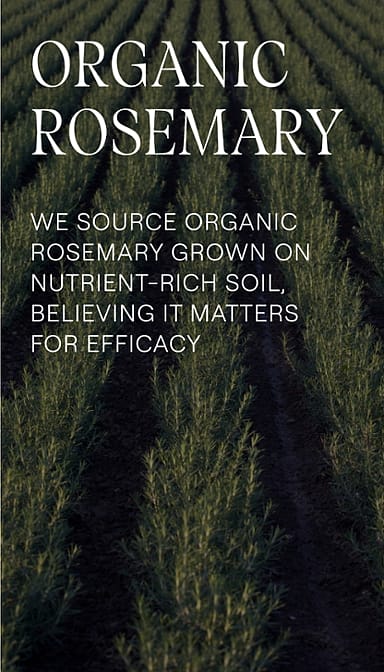 Long fields of rosemary with organic rosemary ingredient source text.