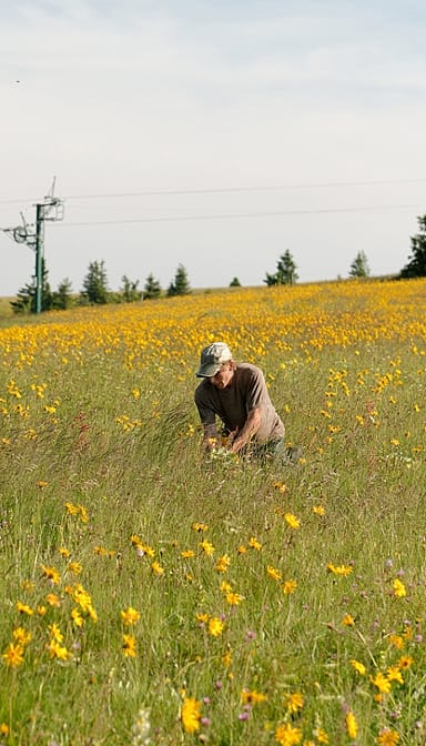 man harvesting arnica