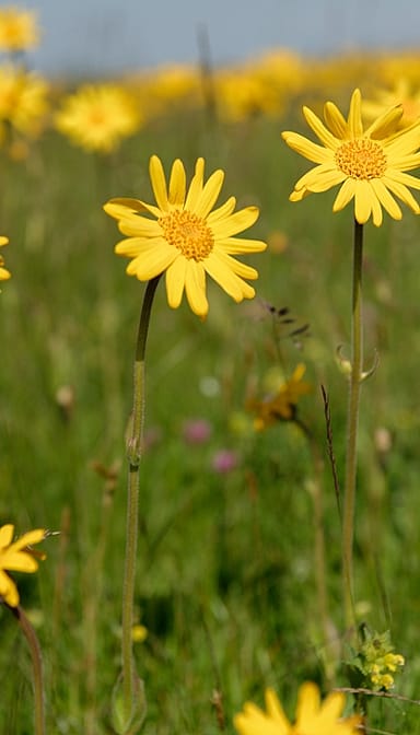 arnica flowers