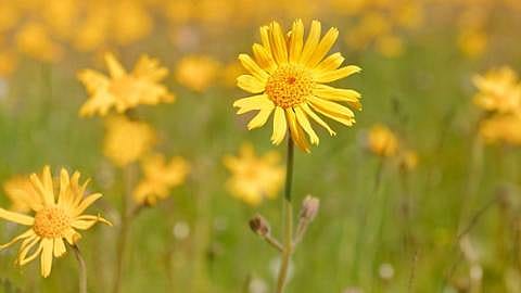 Arnica