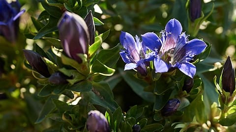 blue gentian plant
