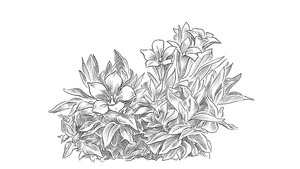 illustration blue gentian plant